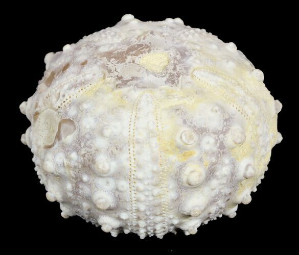 Goniopygus Fossil Echinoid (Sea Urchin) - Talsint, Morocco #55931